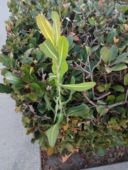 Lactuca serriola