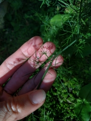 Cyclospermum leptophyllum