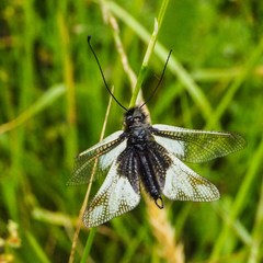 Libelloides coccajus