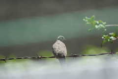 Columbina inca
