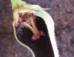 Ceropegia lugardiae image