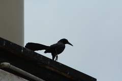 Quiscalus mexicanus