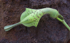 Ceropegia lugardiae image