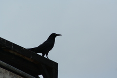 Quiscalus mexicanus