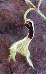 Ceropegia lugardiae image