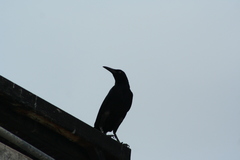 Quiscalus mexicanus
