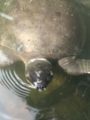 Carettochelys insculpta