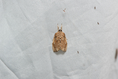 Crocidolomia subhirsutalis