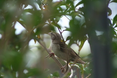 Passer domesticus