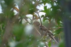 Passer domesticus