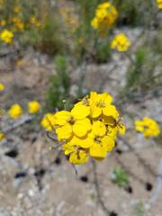 Erysimum suffrutescens