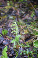 Neottia borealis