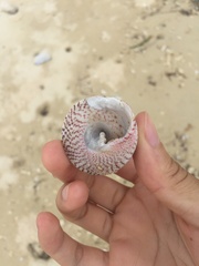Trochus maculatus