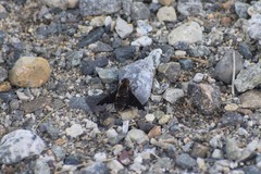 Hemipenthes morioides
