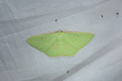 Tanaoctenia haliaria