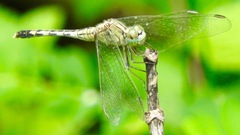 Diplacodes trivialis