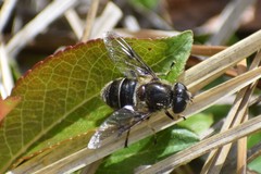Eristalis obscura