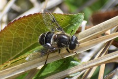 Eristalis obscura