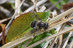 Eristalis obscura