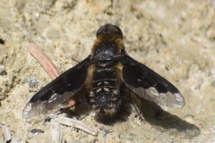 Hemipenthes morioides
