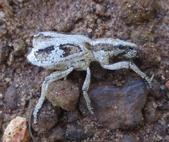Microcerinae