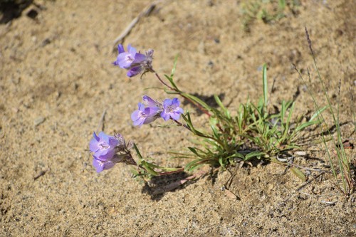 Image of Penstemon gormanii by (c) Syd Cannings, some rights reserved (CC BY)
