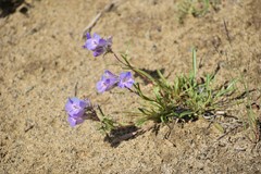 Penstemon gormanii