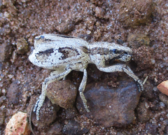 Microcerinae