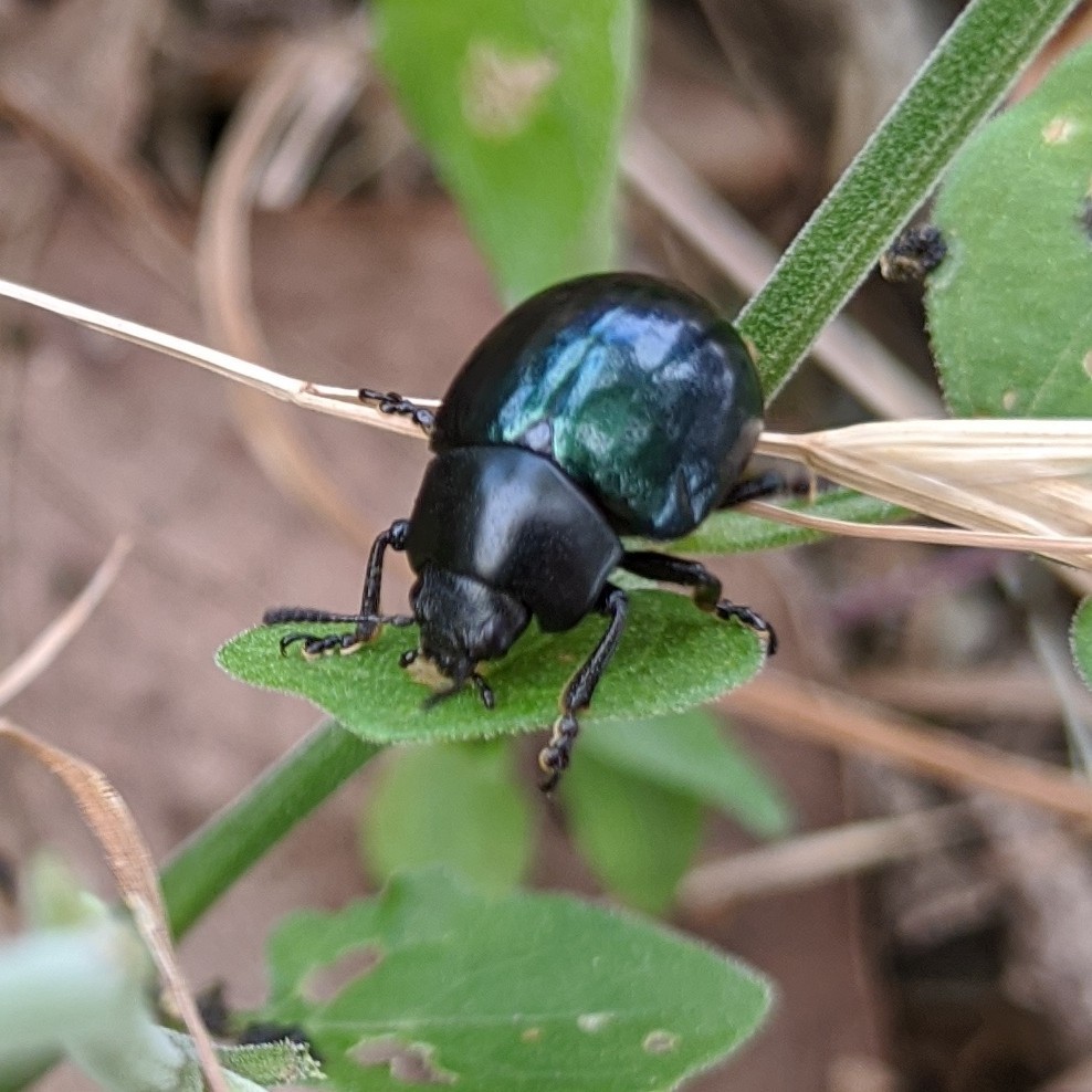 Haldeman's Green Potato Beetle (Leptinotarsa haldemani) · iNaturalist Canada