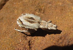 Microcerinae