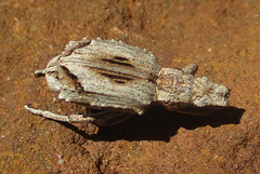 Microcerinae