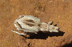 Microcerinae