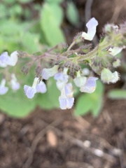 Equilabium laxiflorum