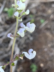 Equilabium laxiflorum