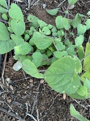 Equilabium laxiflorum