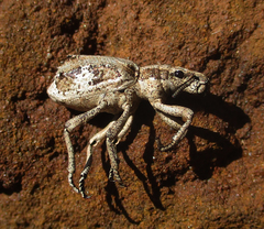 Microcerinae