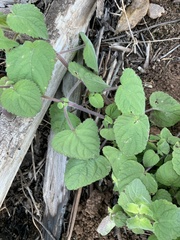 Equilabium laxiflorum