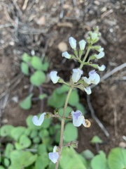 Equilabium laxiflorum