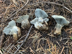 Hygrophorus caeruleus