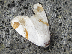 Sphragifera biplagiata