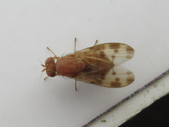 Homoneura mayrhoferi