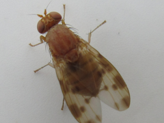 Homoneura mayrhoferi