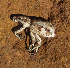 Microcerinae