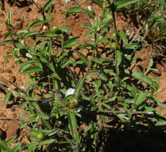 Seddera suffruticosa