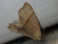 Gonepatica opalina