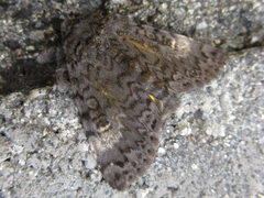 Xanthomantis contaminata