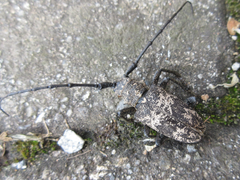 Lamiomimus gottschei