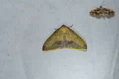 Heterolocha marginata