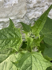 Chenopodiastrum hybridum