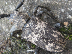 Lamiomimus gottschei